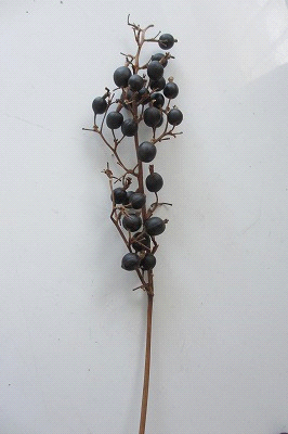 枝から落ちたブラックベリーのワイヤリング方法 フラワーエデュケーションジャパン