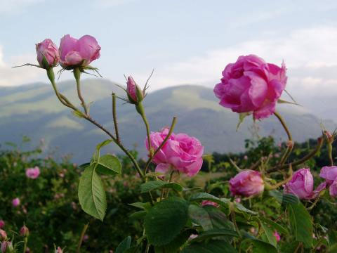 Valley Roses