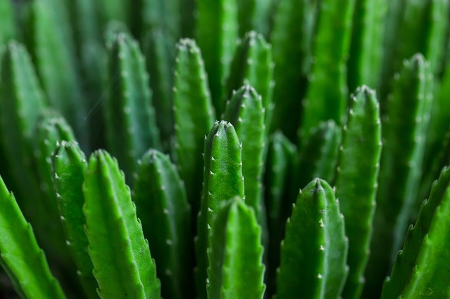 Cactus Specie Closeup Photo.