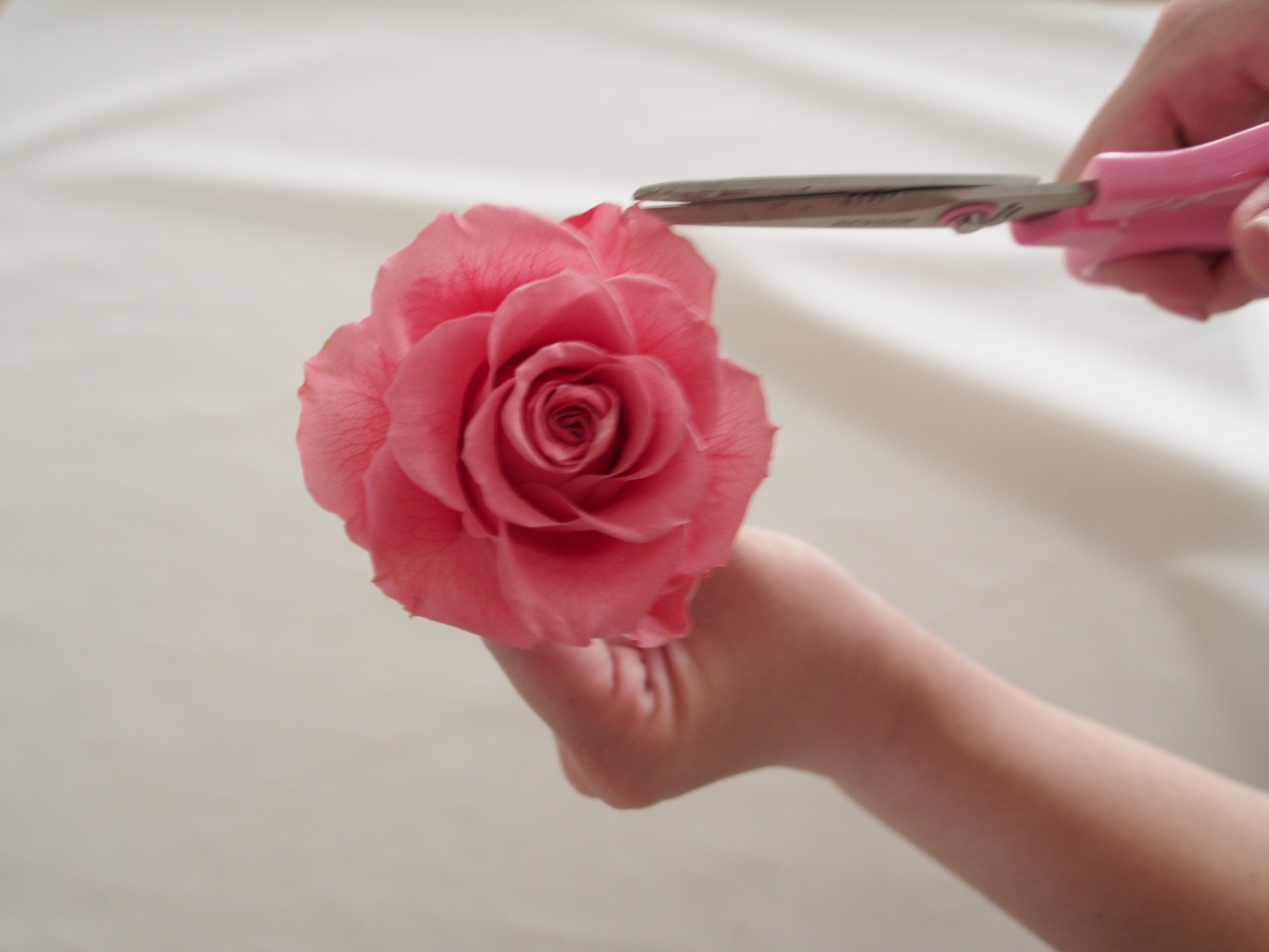 プリザーブドフラワーの基本のき ローズの花びらリペアの方法 フラワーエデュケーションジャパン