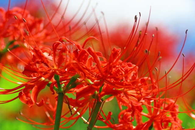 こんなかわいいチューリップまで 毒のある花をご紹介 フラワーエデュケーションジャパン
