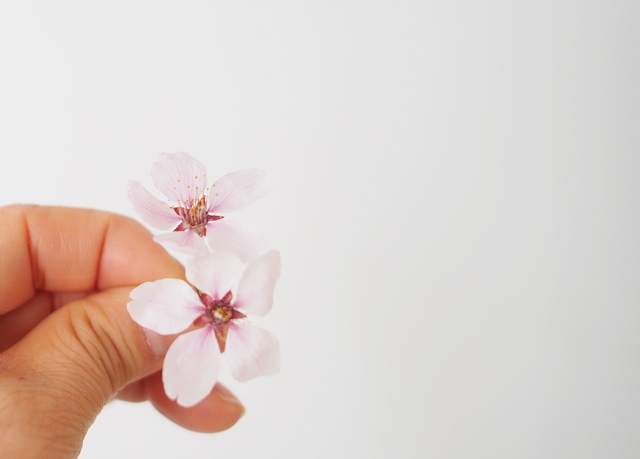 桜が生花のようにドライフラワーになりましたよ♪ドライボタニカル | フラワーエデュケーションジャパン